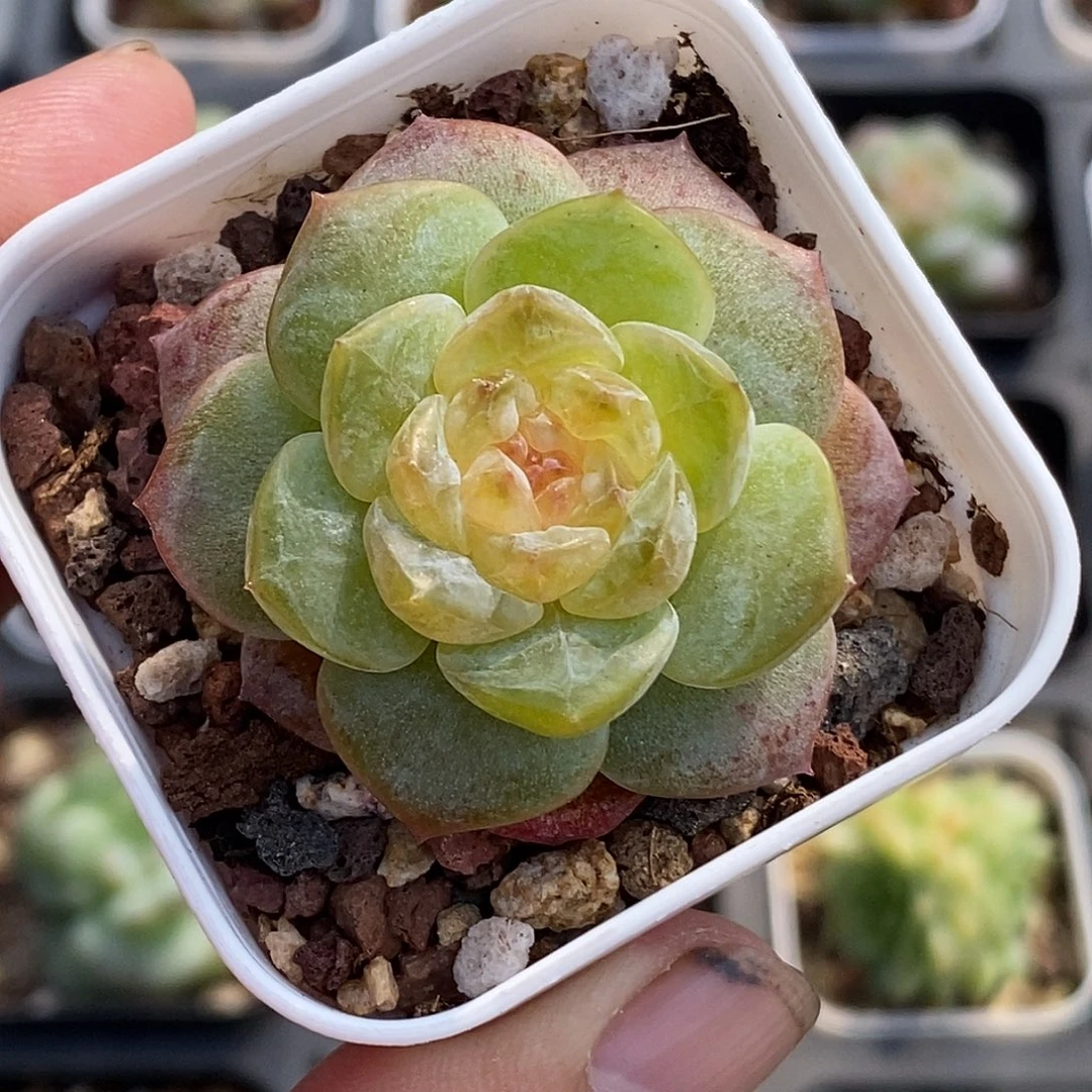 糖心多肉30包邮非偏远