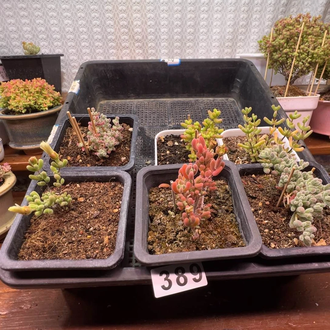 枝干番杏多肉植物389