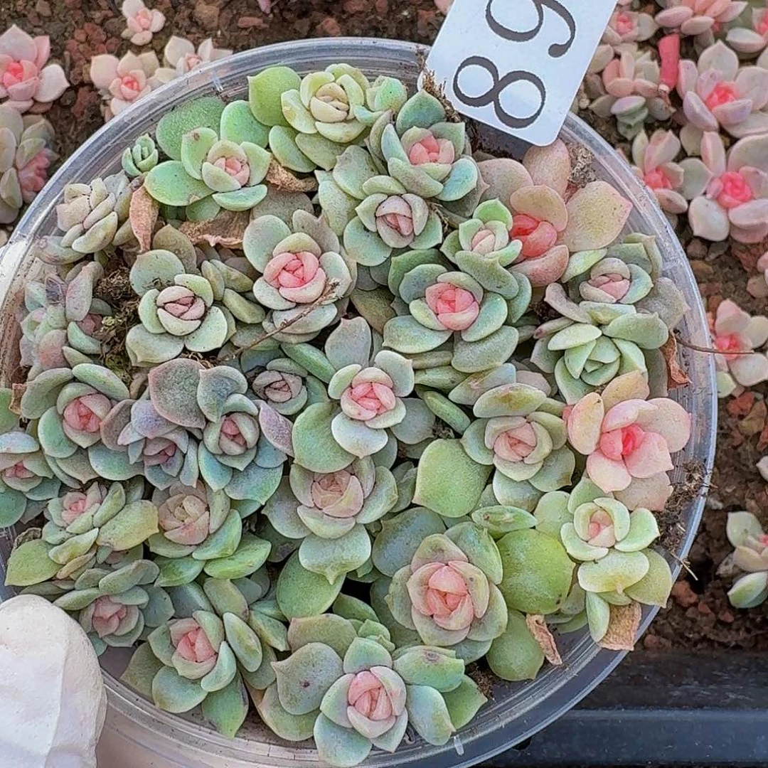 多肉植物多肉植物890