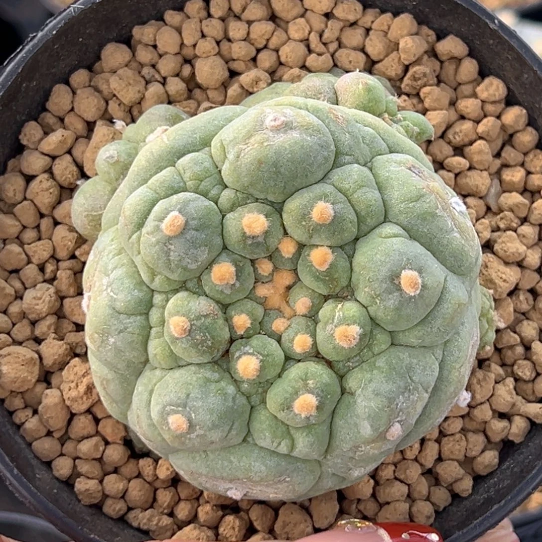 m515自根萝卜古田呗超好看