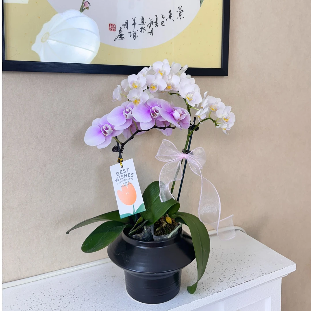蝴蝶兰艺术组盆 《邂逅梦幻团圆》 室内桌面绿植摆件