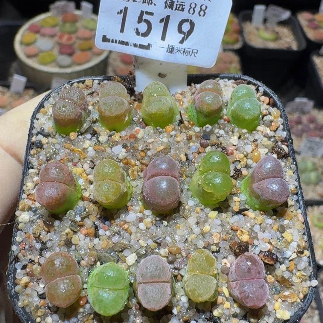 Ssss精品生石花1519