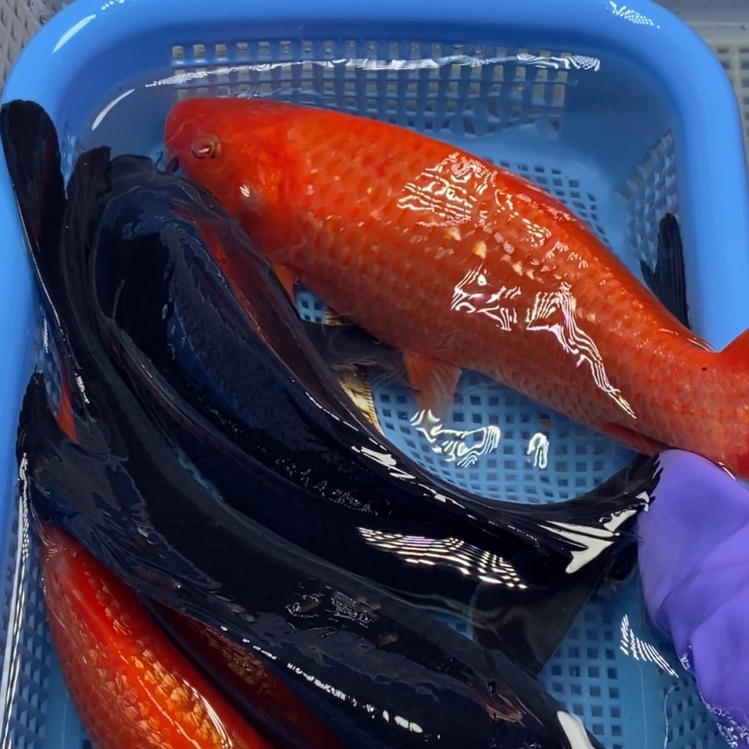 锦鲤冷水锦鲤包邮