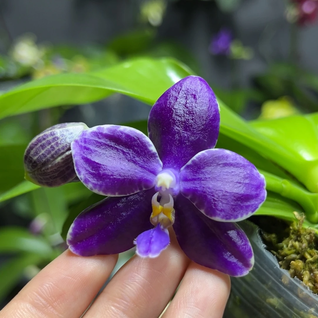 完全开放2.5寸yw08开花株