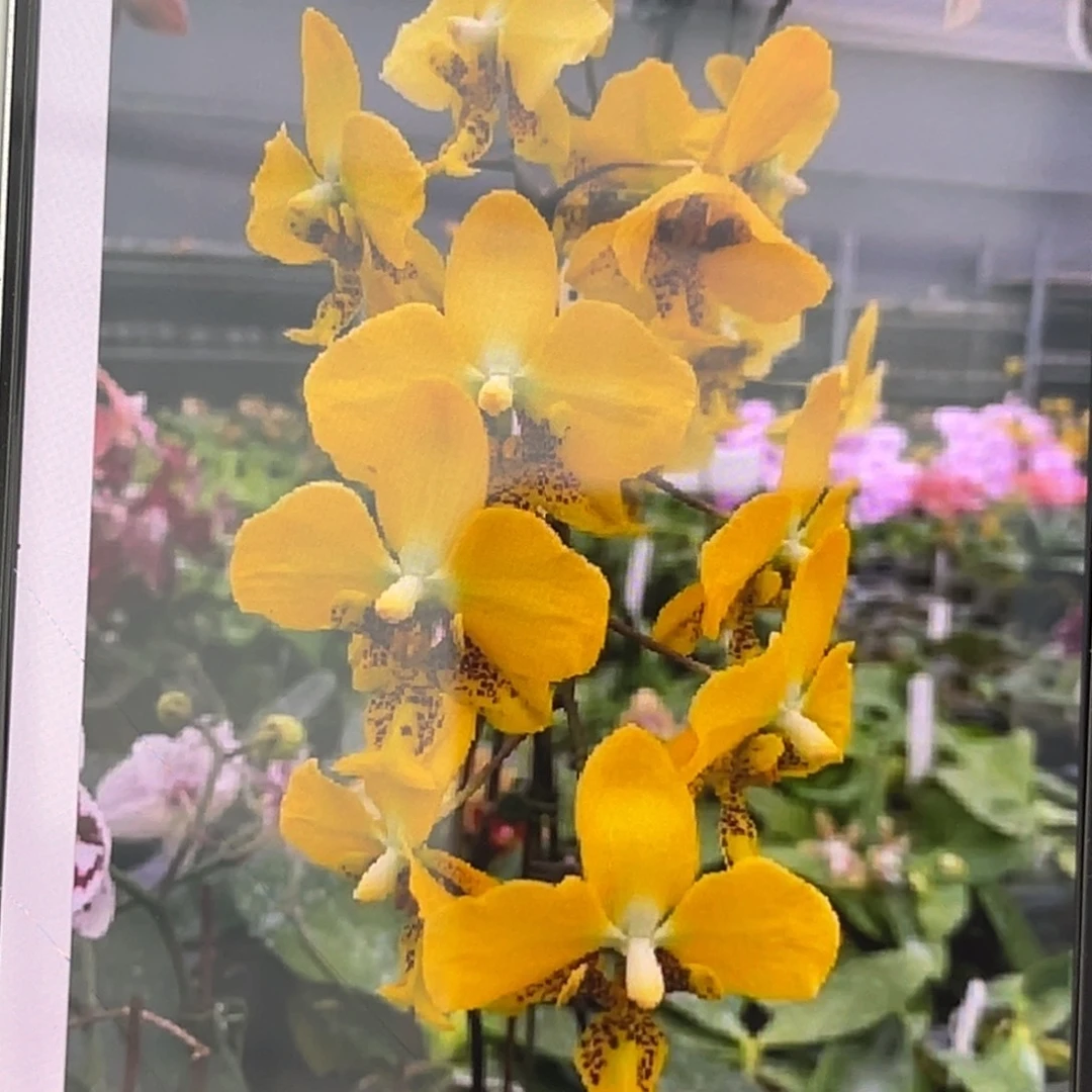 全部花苞3.5寸雅风黄史花苞株