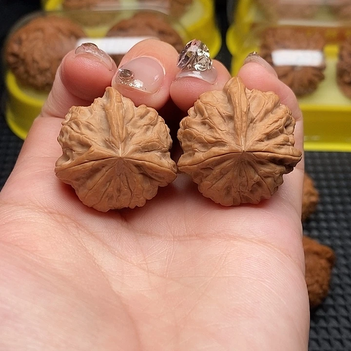 天然三棱    31