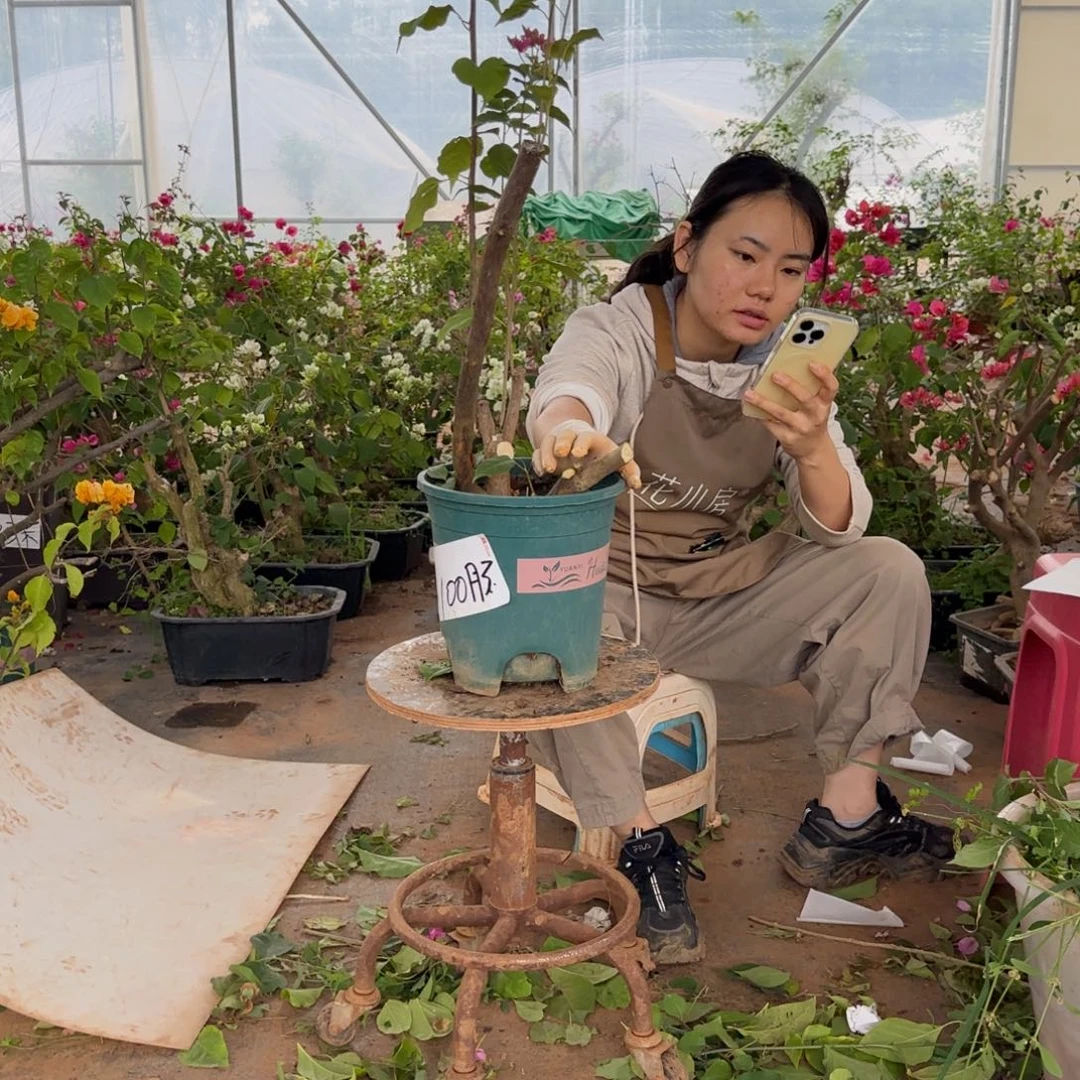 大部分花苞少量开放重瓣粉 100 脱