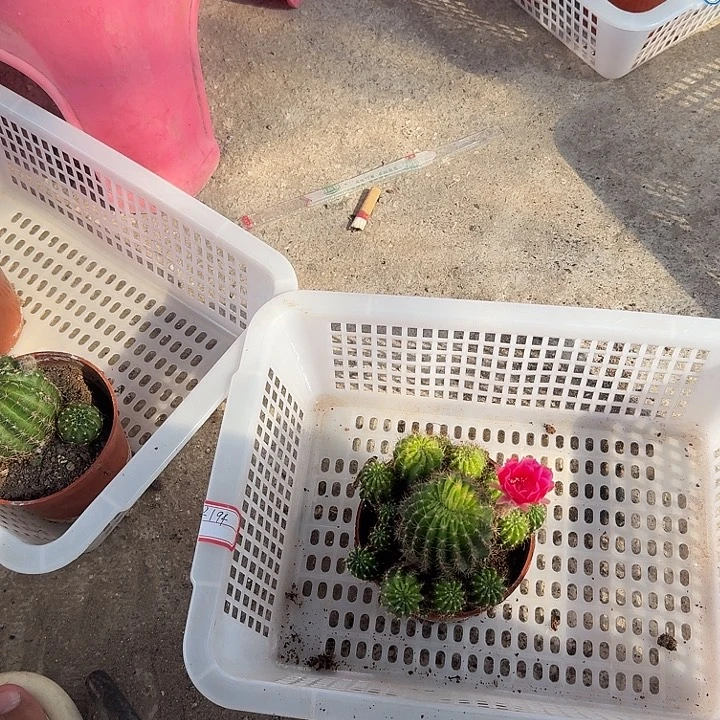 萤***虫无花朵丽花哈哈哈哈哈哈哈哈