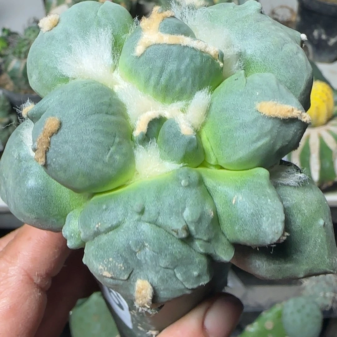 无花朵下播福利246