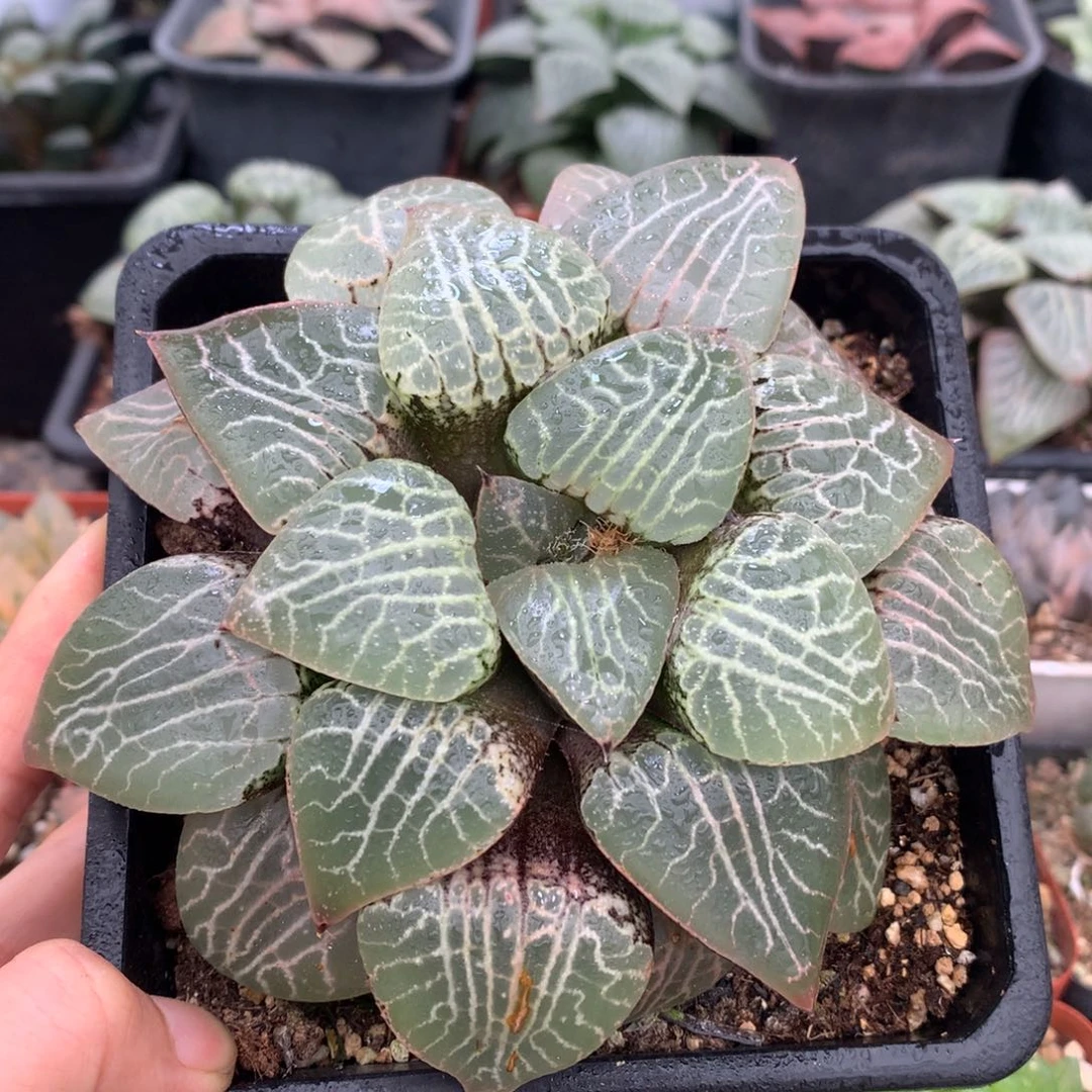 水晶康平101，带盆