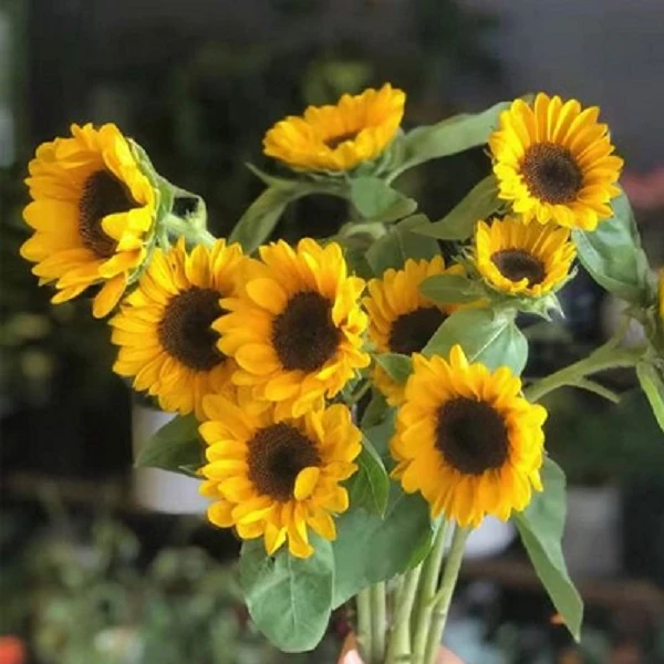 【向日葵3支】京东次日达