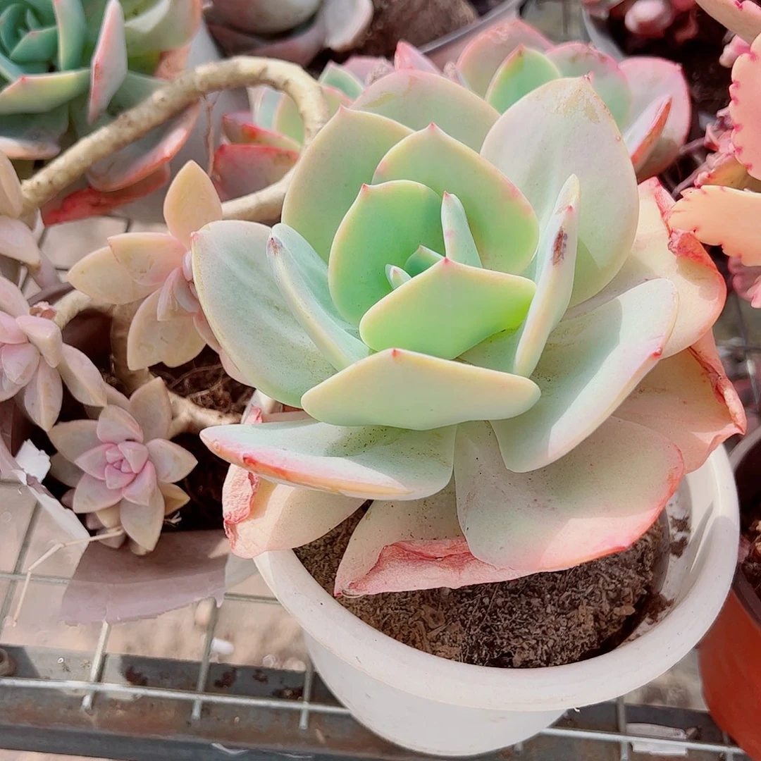 血凤大单头精品特价