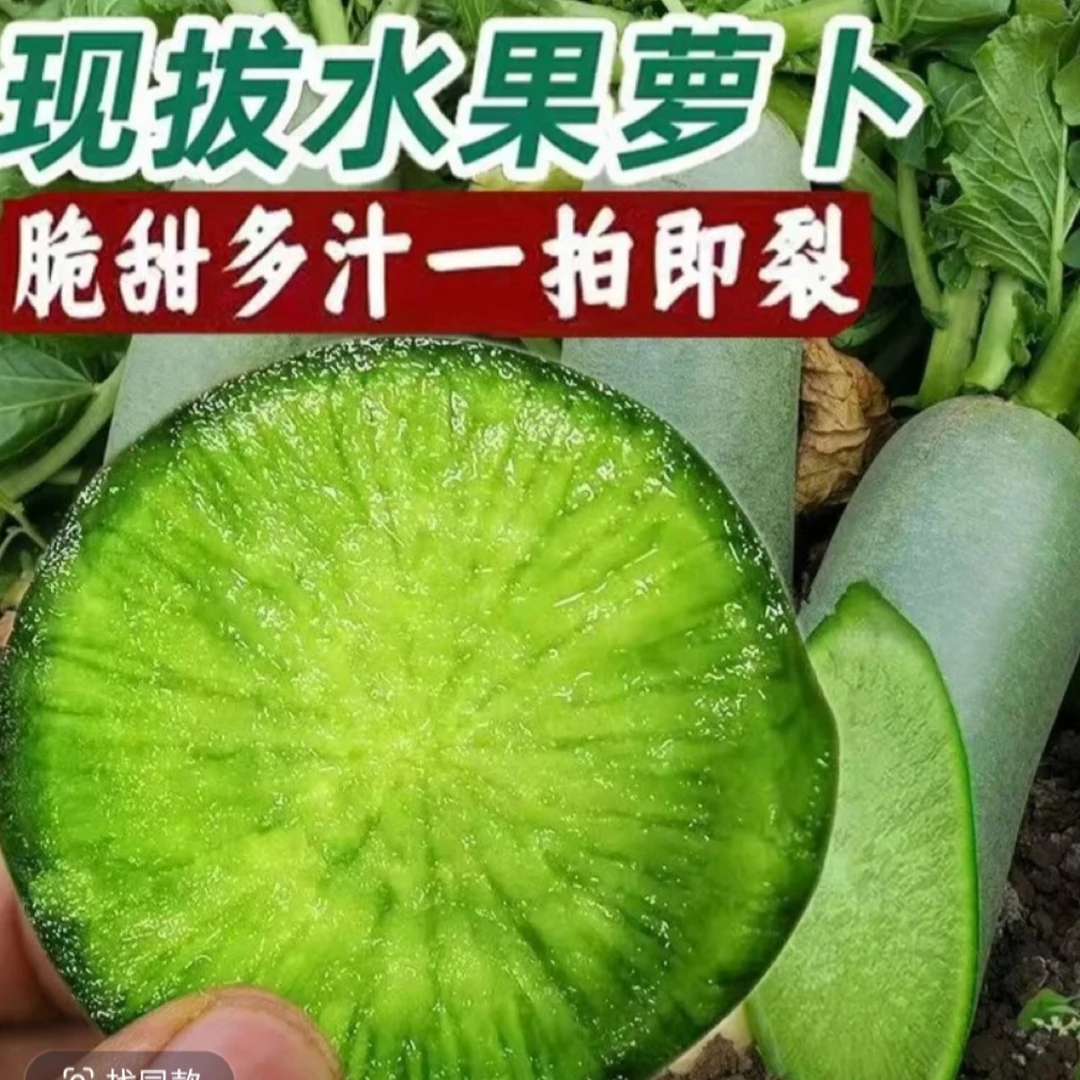 潍坊水果萝卜新鲜现挖脆甜爽口适合生吃当季农产品