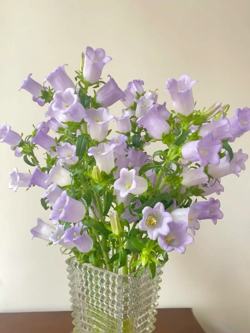 [紫色风铃]草花一单不发货！！