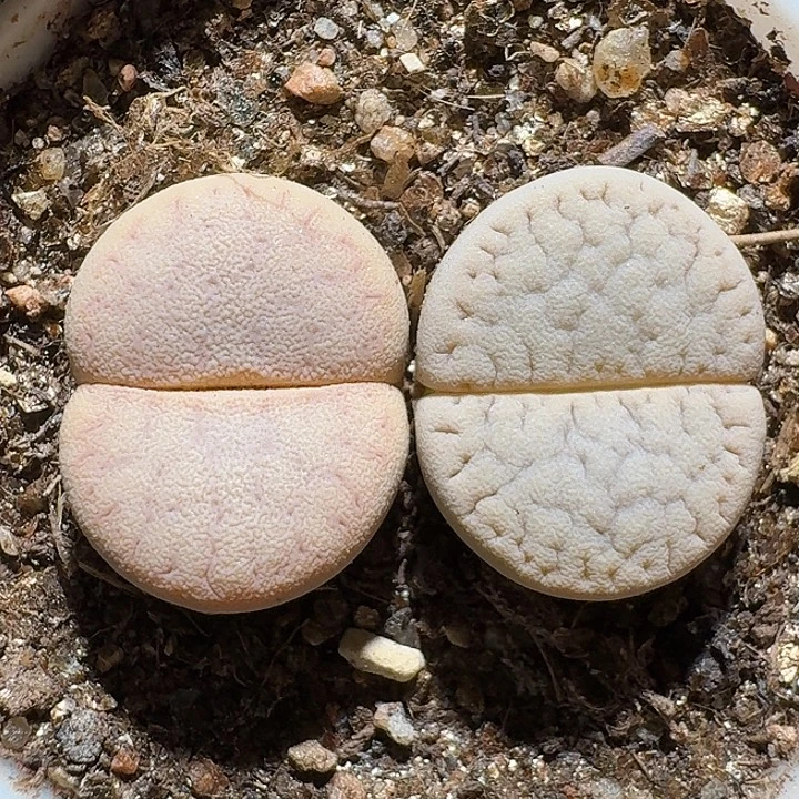 生石花1112121。  306