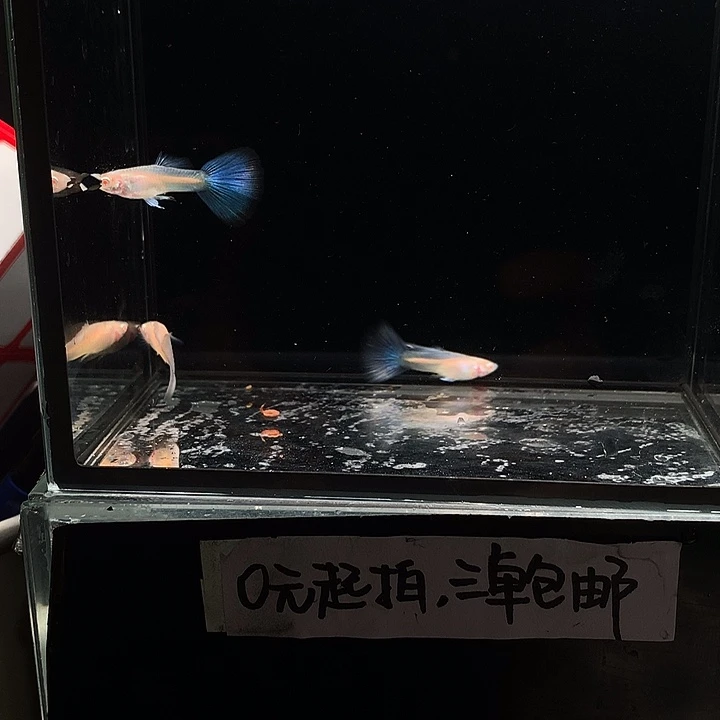 孔雀鱼超白公3条孔雀鱼