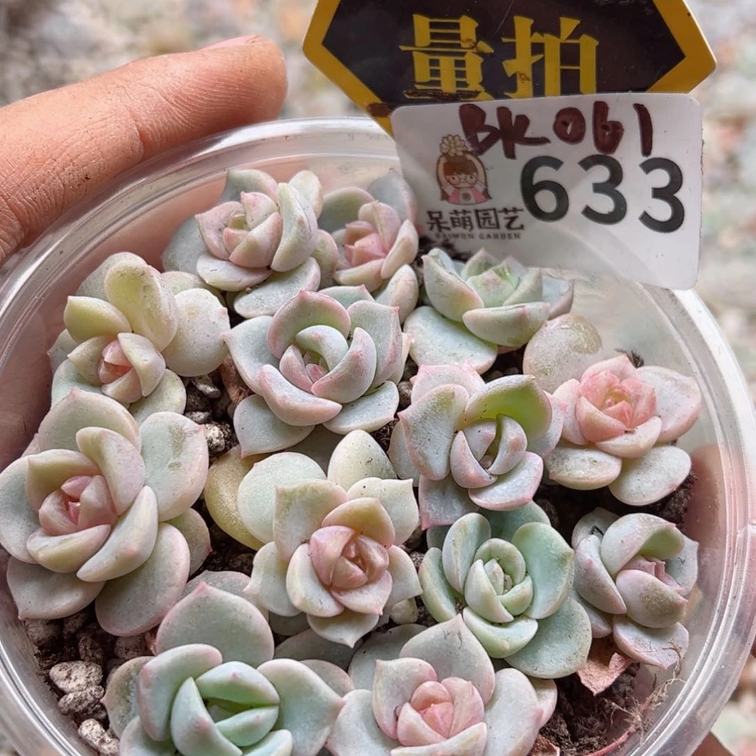 多肉植物多肉植物