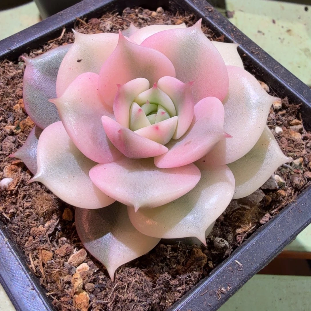 贝加尔湖锦，锦上园艺一物一拍