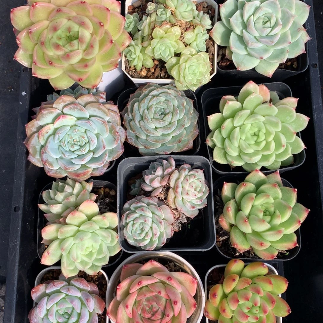 1115-21 套餐一组