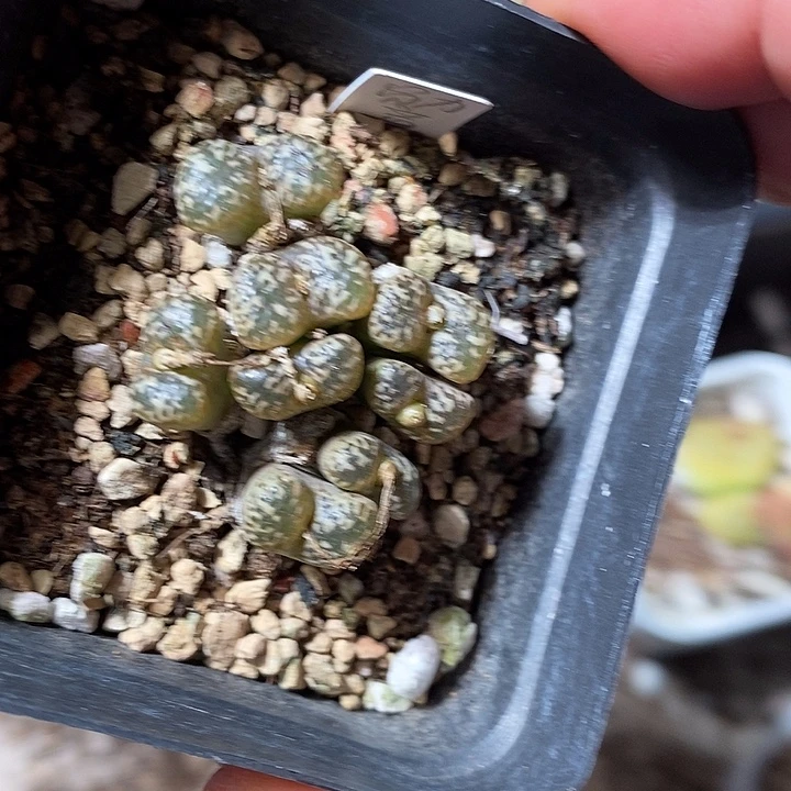 22408。  一盒勋章。