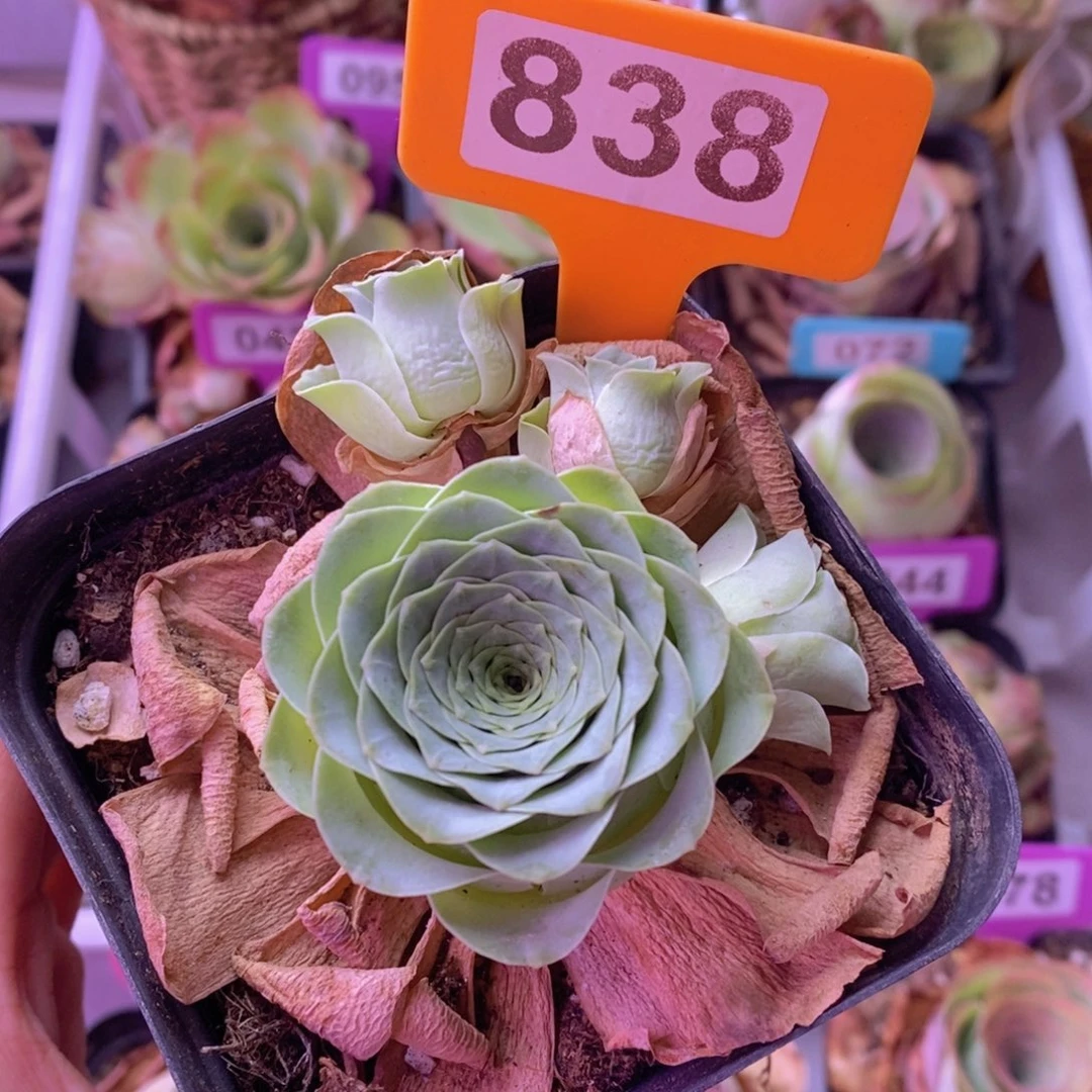 新人福利一物一拍838 裸根发