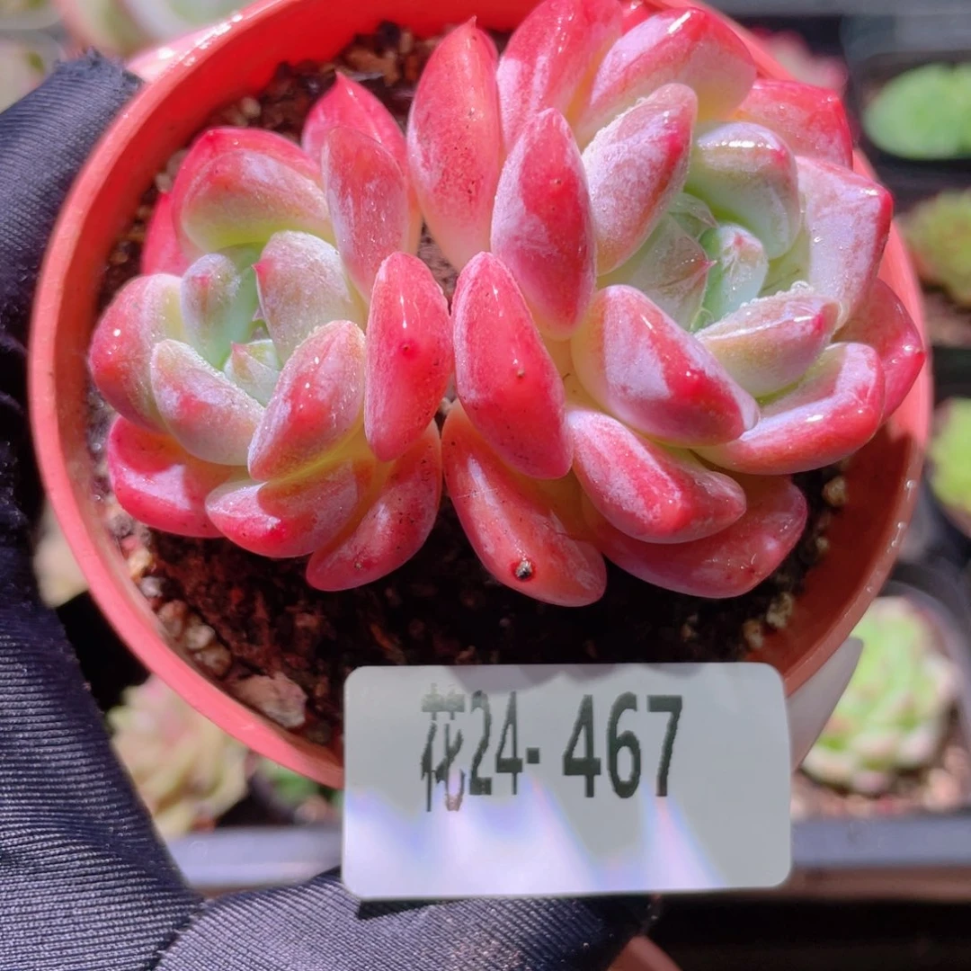 花利美24-467冰糖