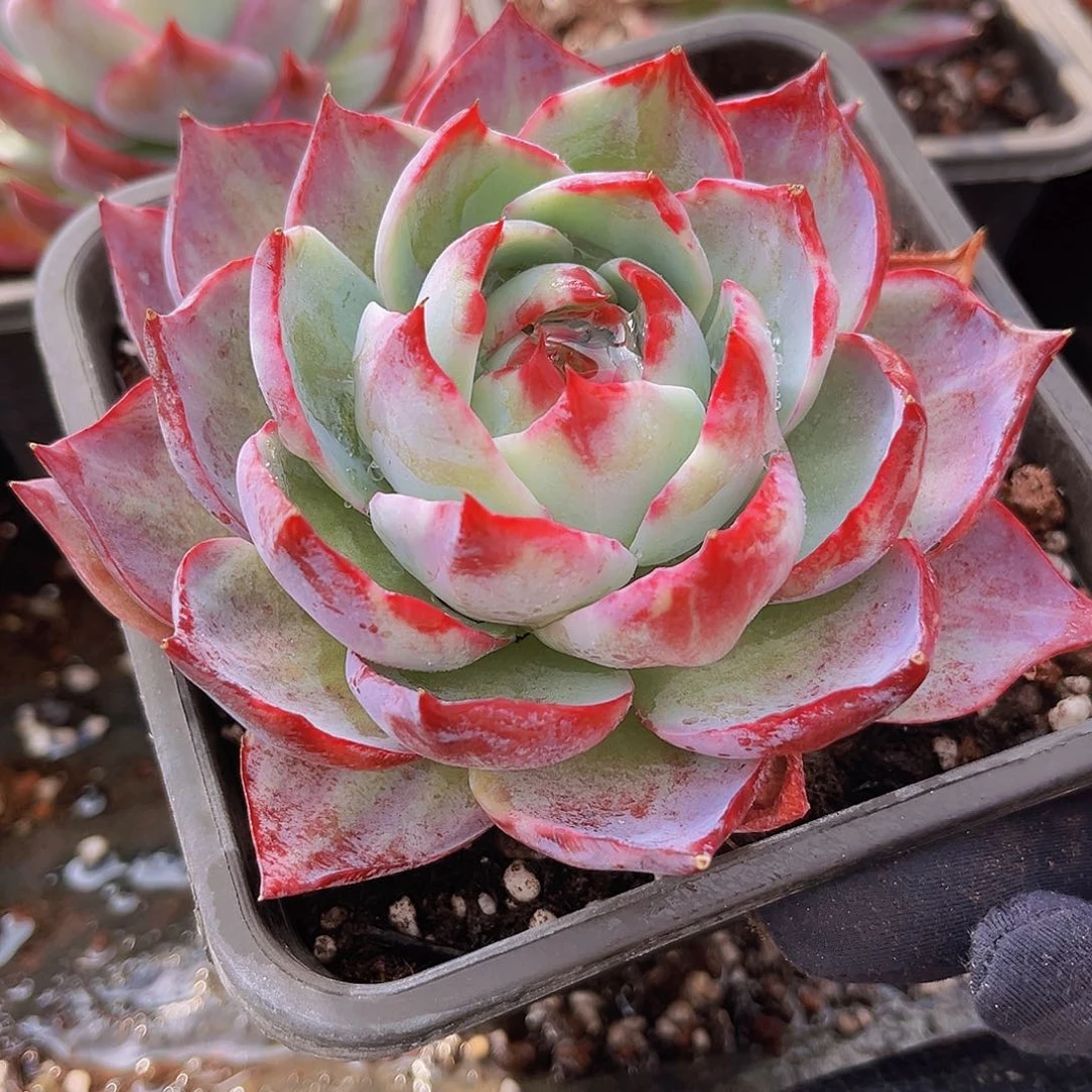 惊鸿11.5公分9999999999