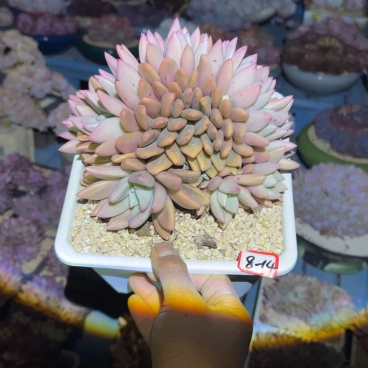 马*姐精品多肉植物老桩