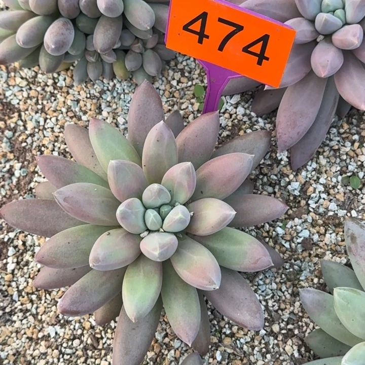 多肉植物哥特萝莉474