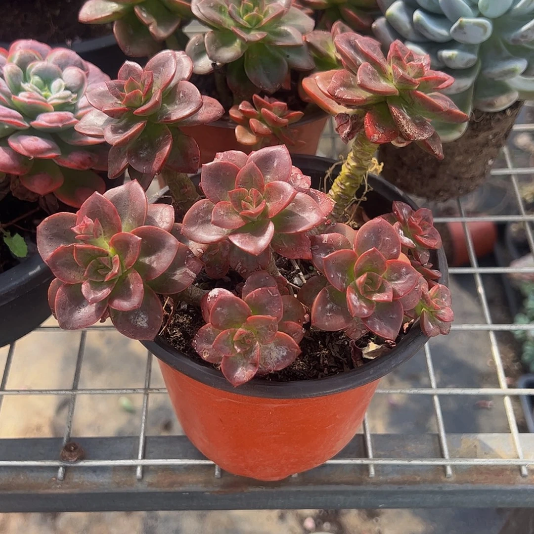 巧克力方砖多头群生老桩