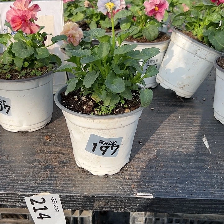 当前无花朵，栽培后可花朵197号