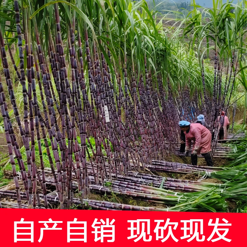 新鲜甘蔗紫皮节长多汁农家现砍应季水果5斤薄皮当季水果整箱批发