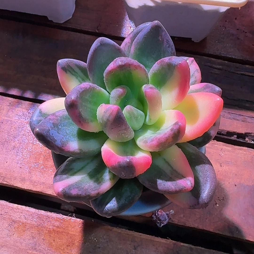 紫丽癜锦多肉多肉砍头