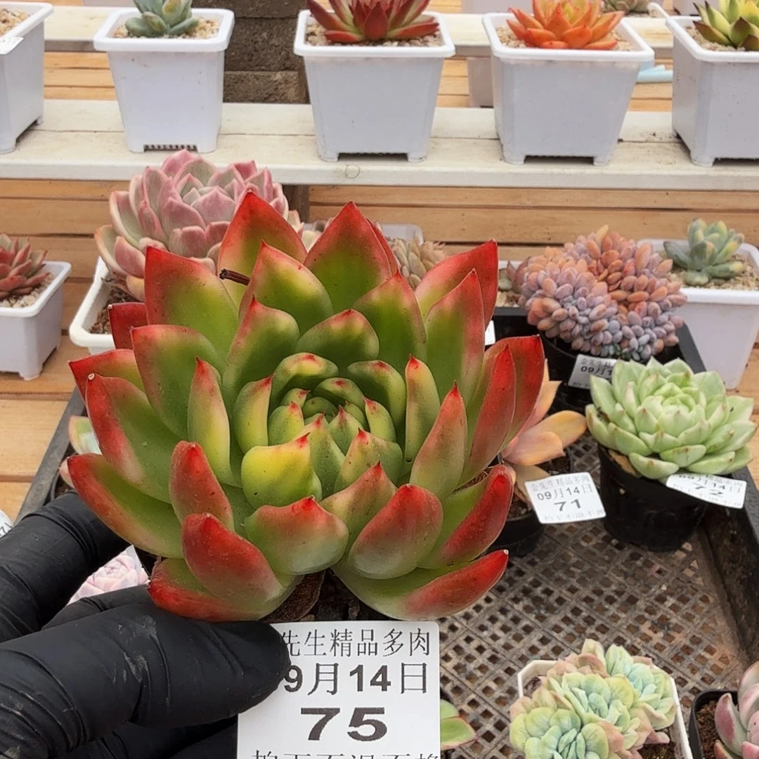 0914-75东云花脸锦