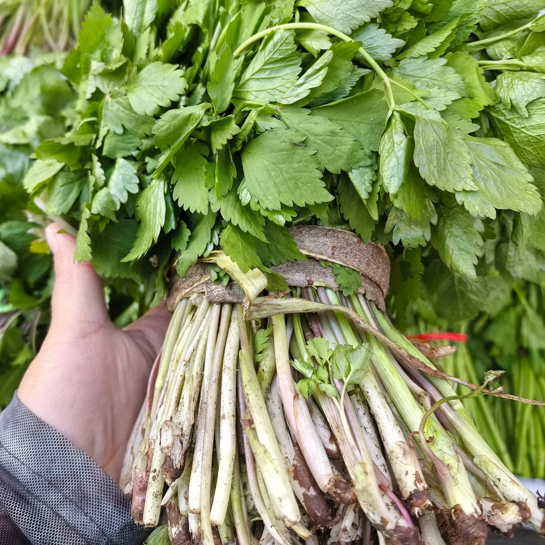 东北山野菜大叶芹包邮