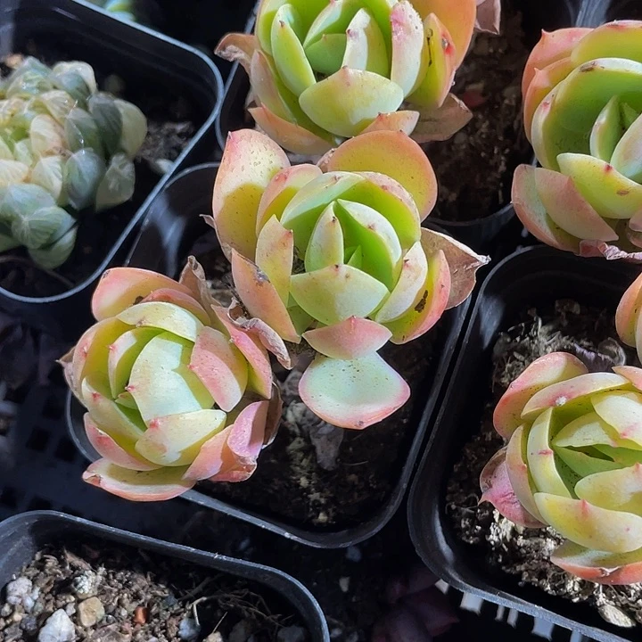 双头碧桃3.8带盆