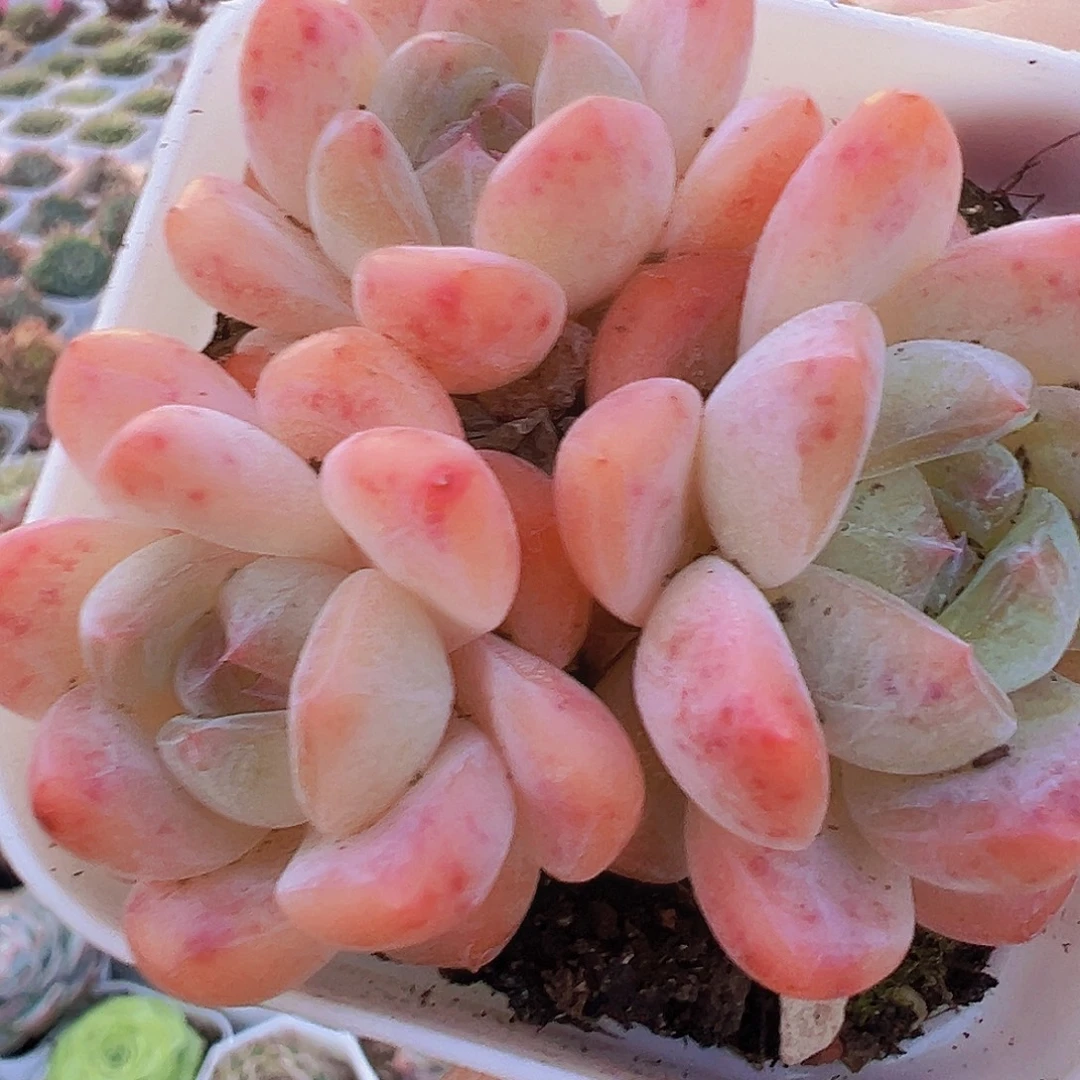 幻梦群19包邮多肉植物