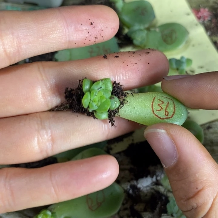 花***子珍妮36芽苗一个多肉