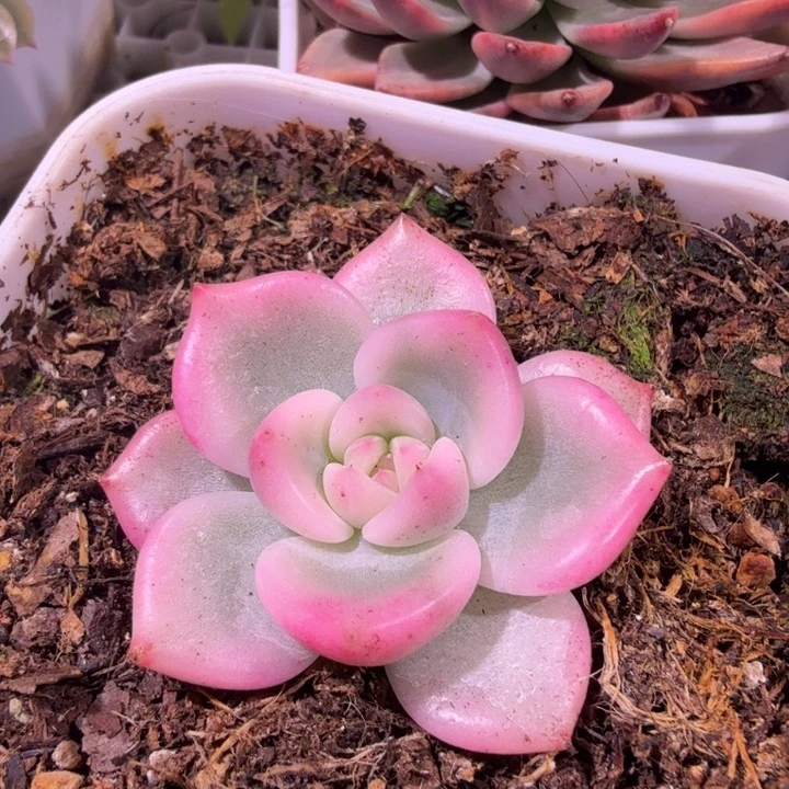 精品多肉植物东云杂交