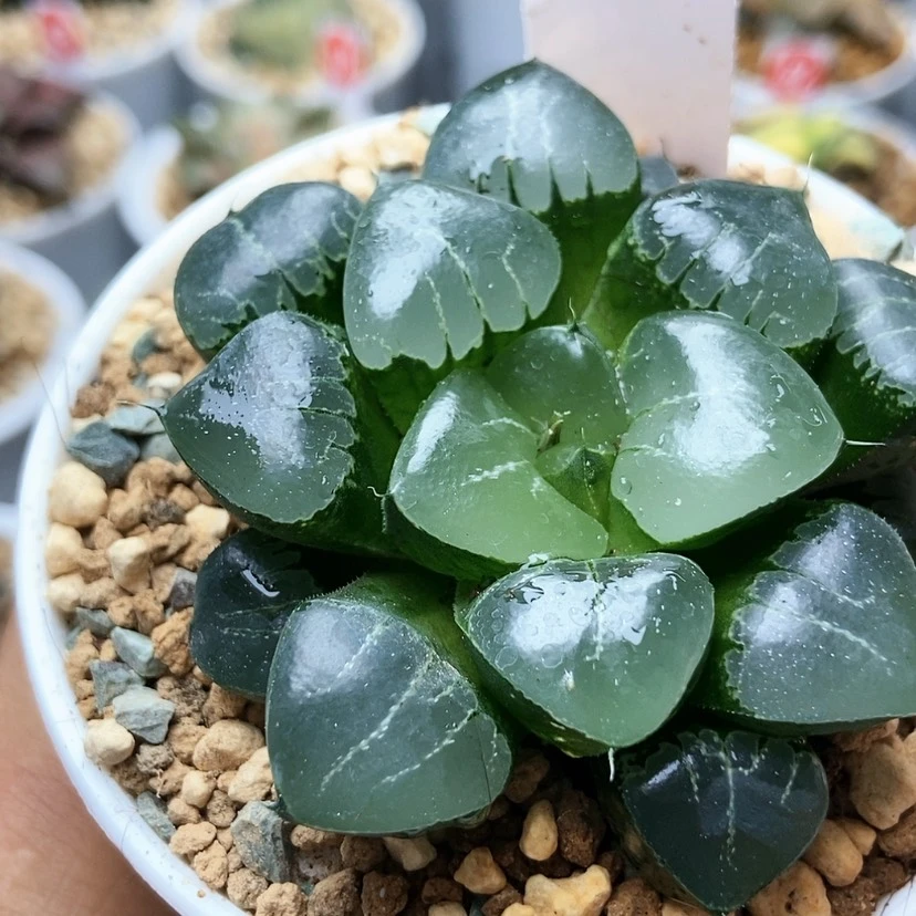 【闪购商品】丁****ᰔ姬翠51