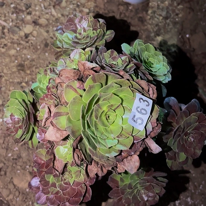 563花月夜多肉植物不售后