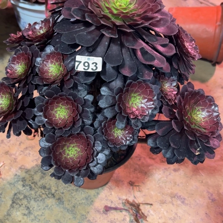 黑铜壶793多肉法师一物一拍