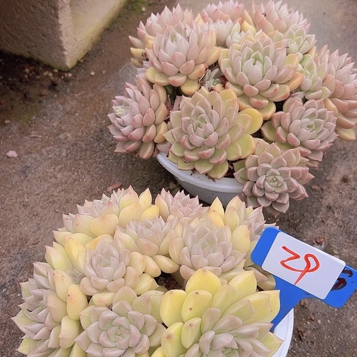 29象牙璀璨带盆一个