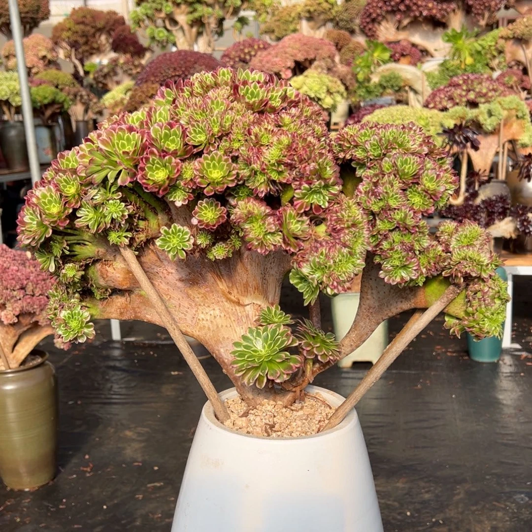 朝霞缀化不带盆土