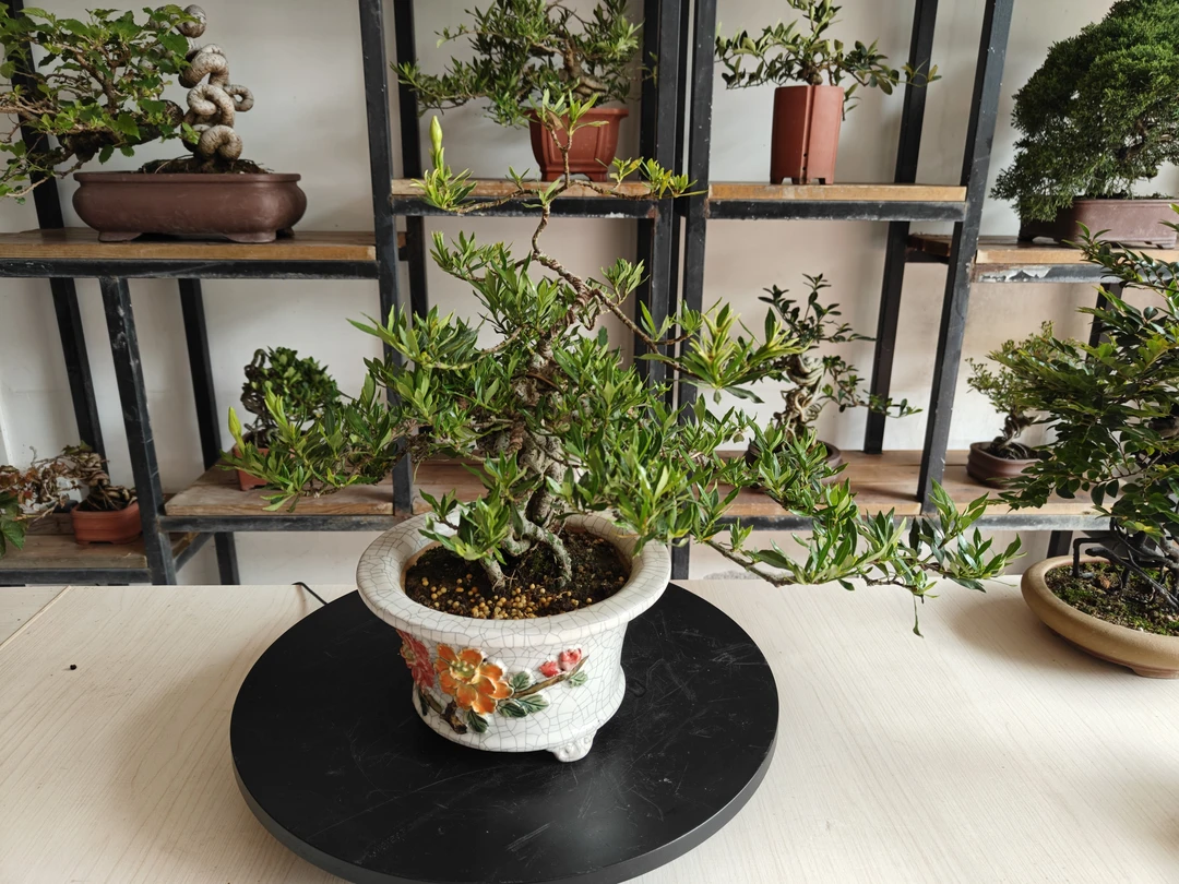 喜黛玉栀子花提根老桩