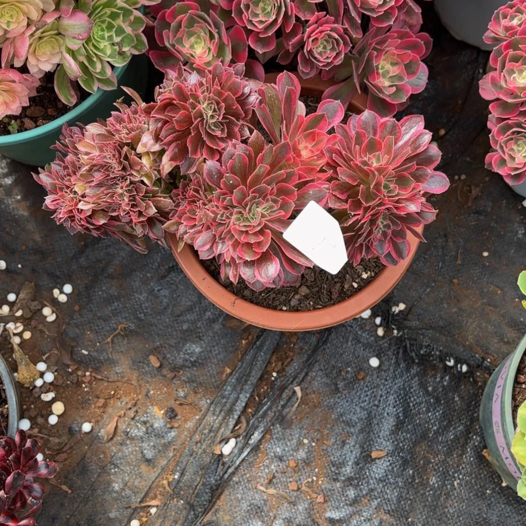 云南粉女郎好看17号