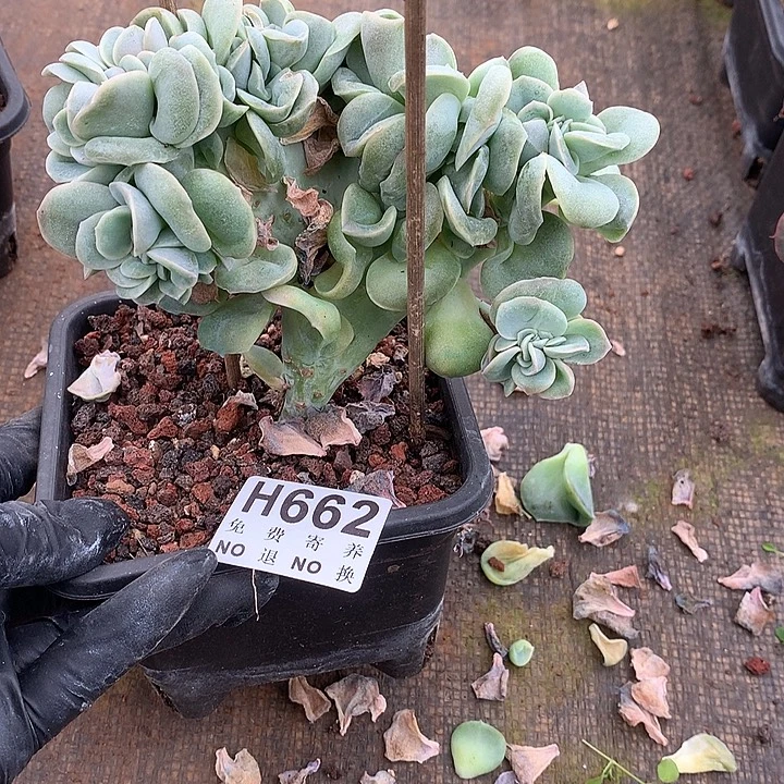 可爱玫瑰缀化 非偏远38包邮 节后发