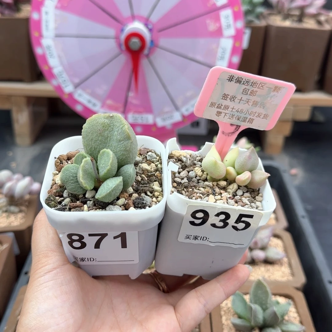 隔****?871凤羽哈弗多肉植物微瑕