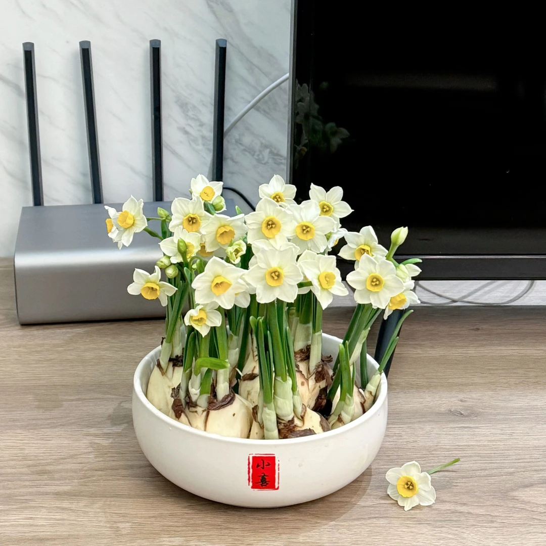 漳州水仙花小喜盆栽水养种球冬季花卉客厅室内水培植物好养年宵花
