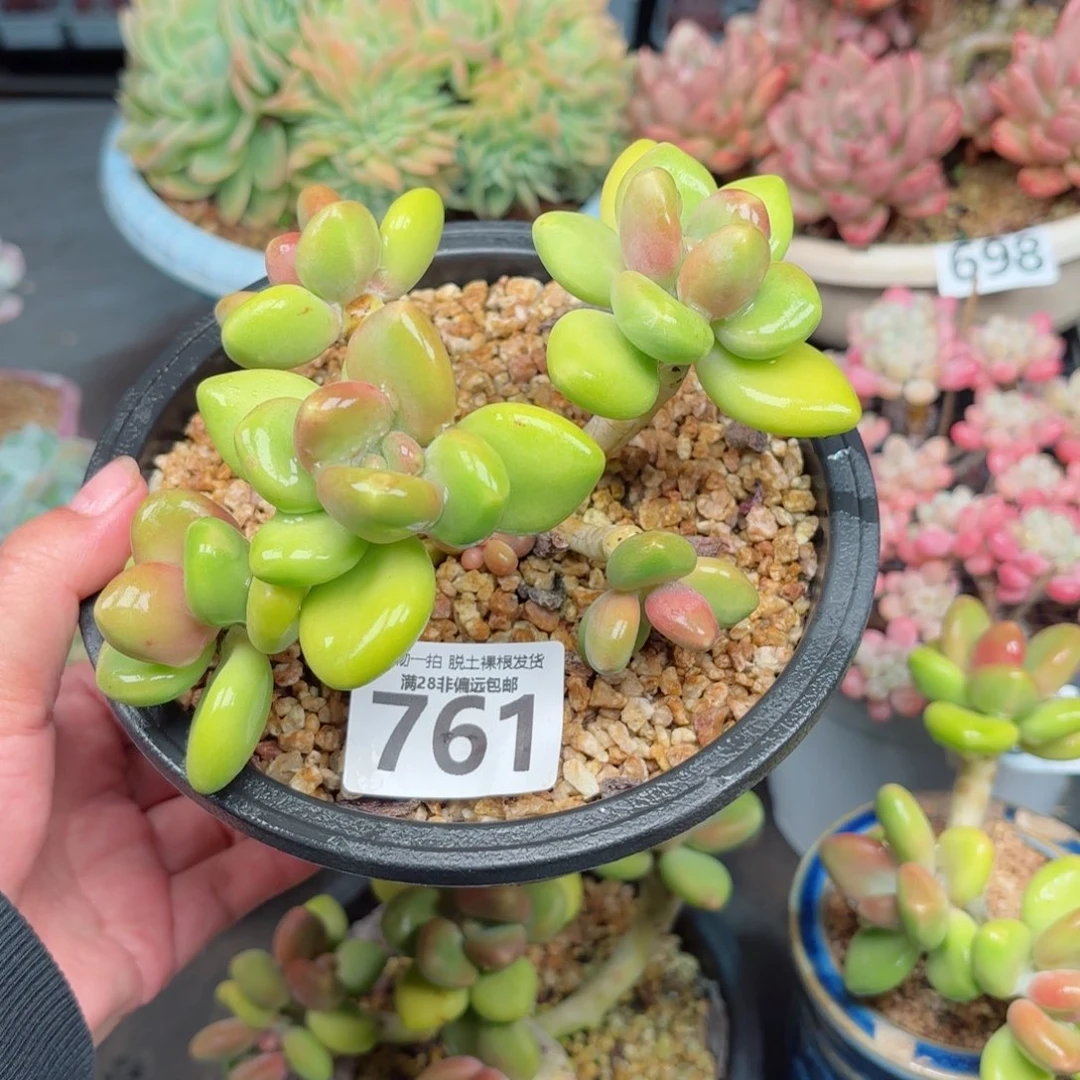 不***喔芒果KK奶无盆土发货